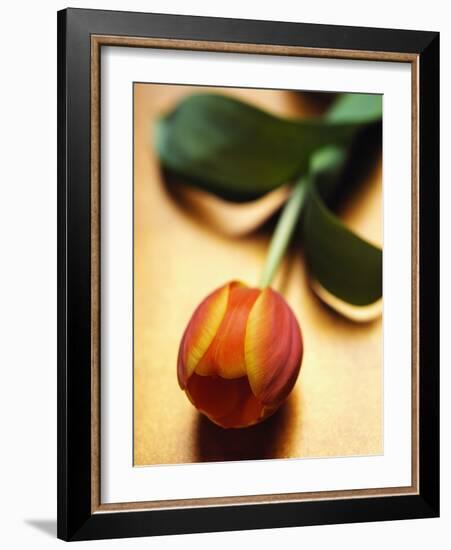 Orange Tulip-Colin Anderson-Framed Photographic Print