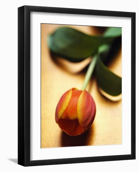 Orange Tulip-Colin Anderson-Framed Photographic Print