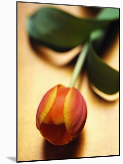 Orange Tulip-Colin Anderson-Mounted Photographic Print