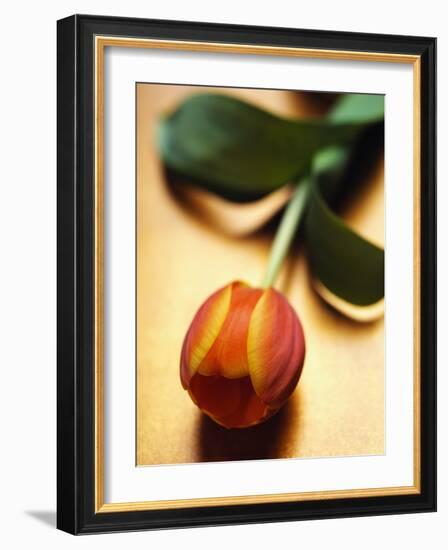 Orange Tulip-Colin Anderson-Framed Photographic Print