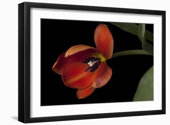 Orange Tulip-Lori Hutchison-Framed Photographic Print