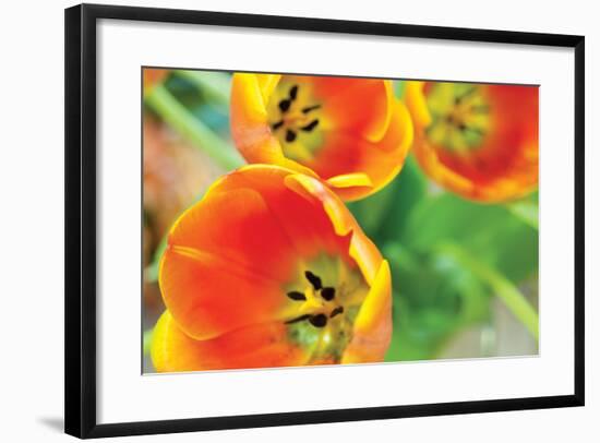 Orange Tulips 2-Erin Berzel-Framed Photographic Print