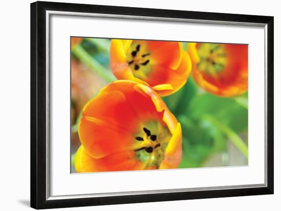 Orange Tulips 2-Erin Berzel-Framed Photographic Print