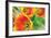 Orange Tulips 2-Erin Berzel-Framed Photographic Print