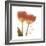 Orange Tulips Quoted-Albert Koetsier-Framed Premium Giclee Print