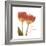 Orange Tulips Quoted-Albert Koetsier-Framed Premium Giclee Print