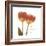 Orange Tulips Quoted-Albert Koetsier-Framed Premium Giclee Print