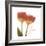 Orange Tulips Quoted-Albert Koetsier-Framed Premium Giclee Print