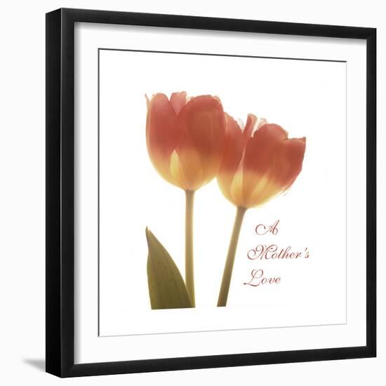 Orange Tulips Quoted-Albert Koetsier-Framed Premium Giclee Print