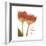 Orange Tulips Quoted-Albert Koetsier-Framed Premium Giclee Print