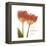 Orange Tulips Quoted-Albert Koetsier-Framed Stretched Canvas