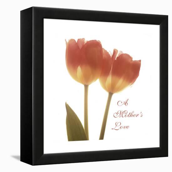 Orange Tulips Quoted-Albert Koetsier-Framed Stretched Canvas