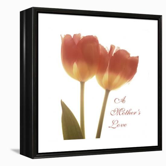 Orange Tulips Quoted-Albert Koetsier-Framed Stretched Canvas