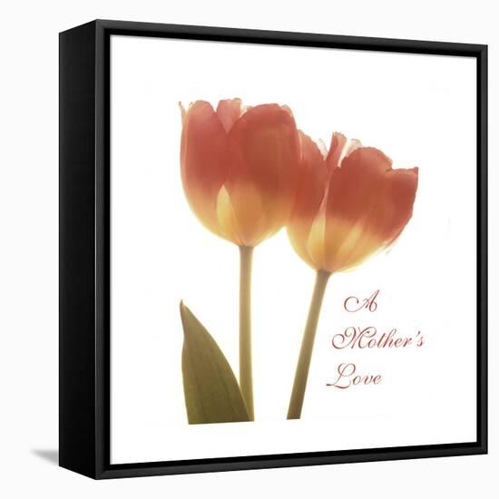 Orange Tulips Quoted-Albert Koetsier-Framed Stretched Canvas