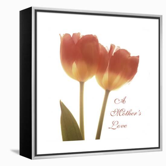 Orange Tulips Quoted-Albert Koetsier-Framed Stretched Canvas