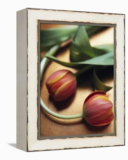 Orange Tulips-Colin Anderson-Framed Premier Image Canvas