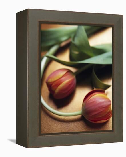 Orange Tulips-Colin Anderson-Framed Premier Image Canvas