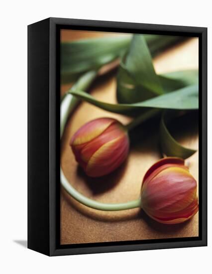 Orange Tulips-Colin Anderson-Framed Premier Image Canvas