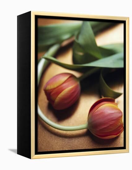 Orange Tulips-Colin Anderson-Framed Premier Image Canvas