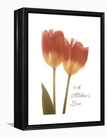 Orange Tulips-Albert Koetsier-Framed Stretched Canvas