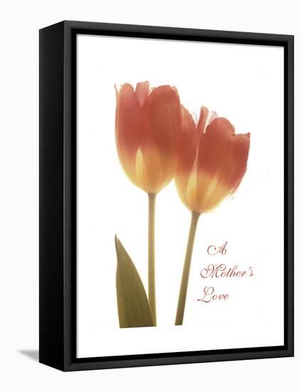 Orange Tulips-Albert Koetsier-Framed Stretched Canvas