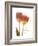 Orange Tulips-Albert Koetsier-Framed Premium Giclee Print