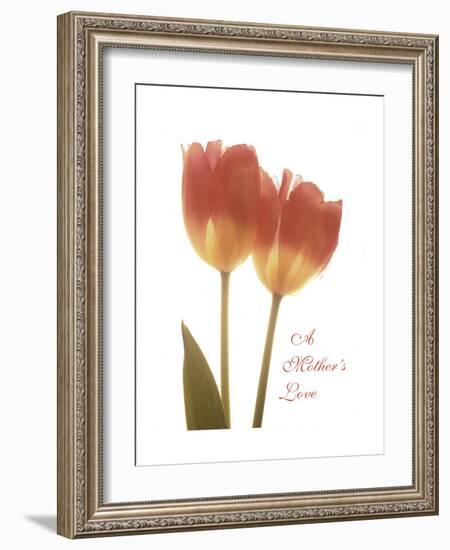 Orange Tulips-Albert Koetsier-Framed Premium Giclee Print