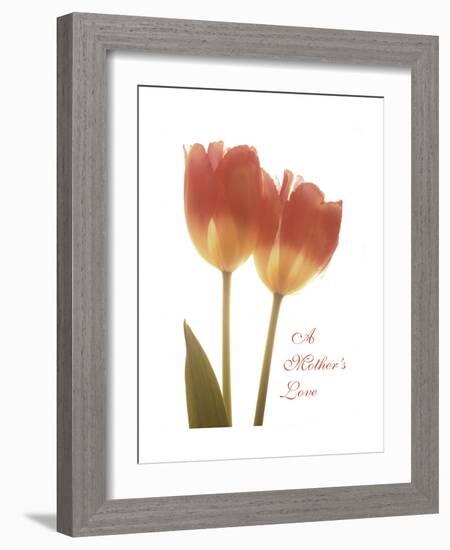 Orange Tulips-Albert Koetsier-Framed Premium Giclee Print