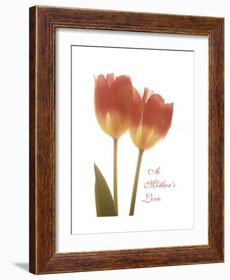 Orange Tulips-Albert Koetsier-Framed Premium Giclee Print