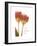 Orange Tulips-Albert Koetsier-Framed Premium Giclee Print