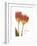 Orange Tulips-Albert Koetsier-Framed Premium Giclee Print