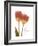 Orange Tulips-Albert Koetsier-Framed Premium Giclee Print