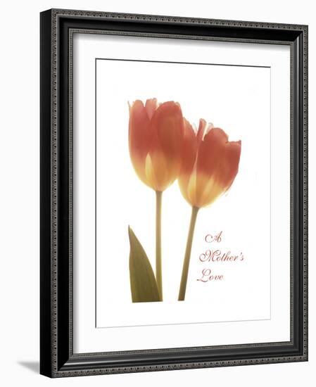 Orange Tulips-Albert Koetsier-Framed Premium Giclee Print