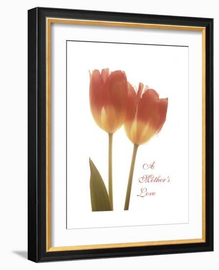 Orange Tulips-Albert Koetsier-Framed Premium Giclee Print