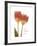 Orange Tulips-Albert Koetsier-Framed Premium Giclee Print