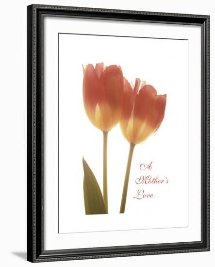 Orange Tulips-Albert Koetsier-Framed Premium Giclee Print