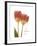 Orange Tulips-Albert Koetsier-Framed Premium Giclee Print