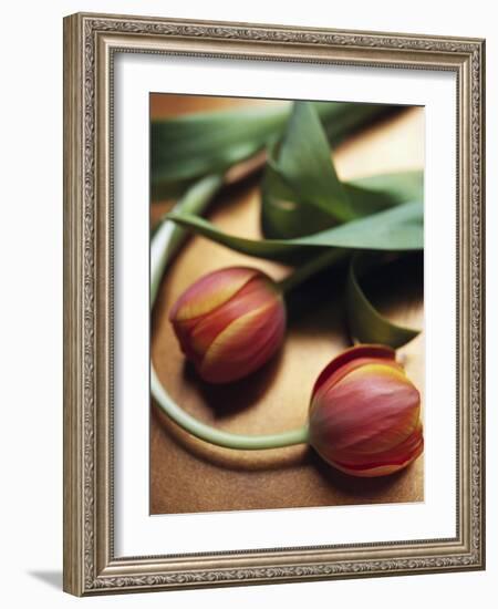 Orange Tulips-Colin Anderson-Framed Photographic Print