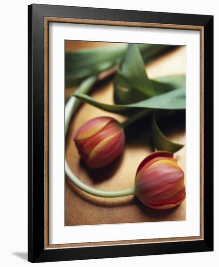 Orange Tulips-Colin Anderson-Framed Photographic Print