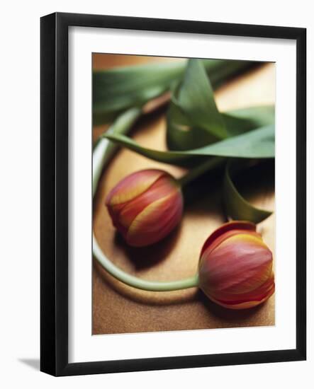 Orange Tulips-Colin Anderson-Framed Photographic Print