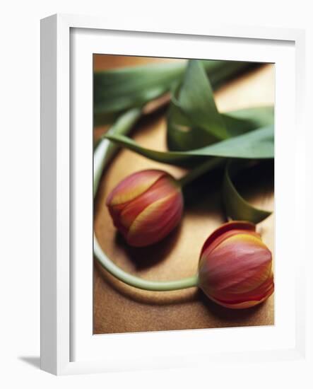 Orange Tulips-Colin Anderson-Framed Photographic Print