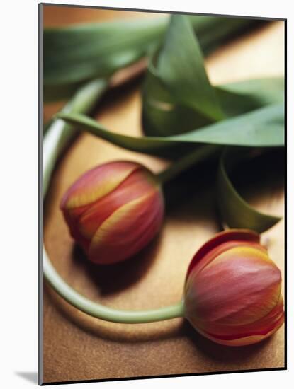 Orange Tulips-Colin Anderson-Mounted Photographic Print