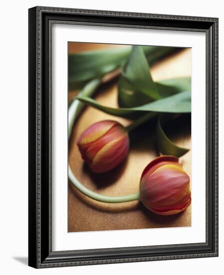 Orange Tulips-Colin Anderson-Framed Photographic Print