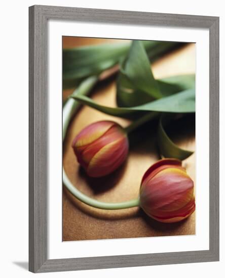 Orange Tulips-Colin Anderson-Framed Photographic Print