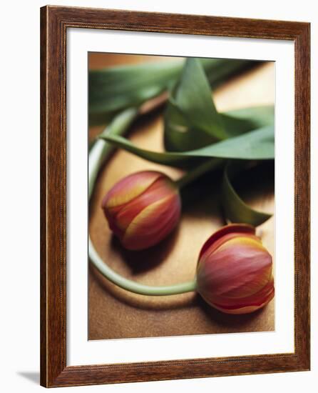 Orange Tulips-Colin Anderson-Framed Photographic Print