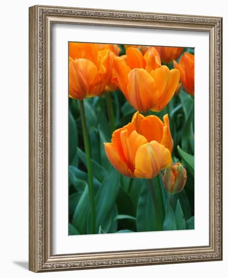 Orange Tulips-Anna Miller-Framed Photographic Print