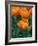 Orange Tulips-Anna Miller-Framed Photographic Print