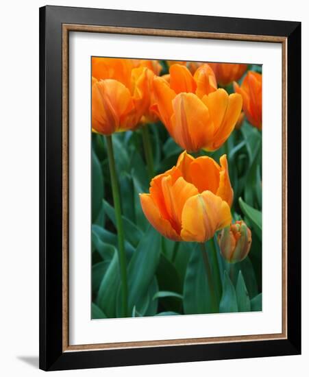 Orange Tulips-Anna Miller-Framed Photographic Print