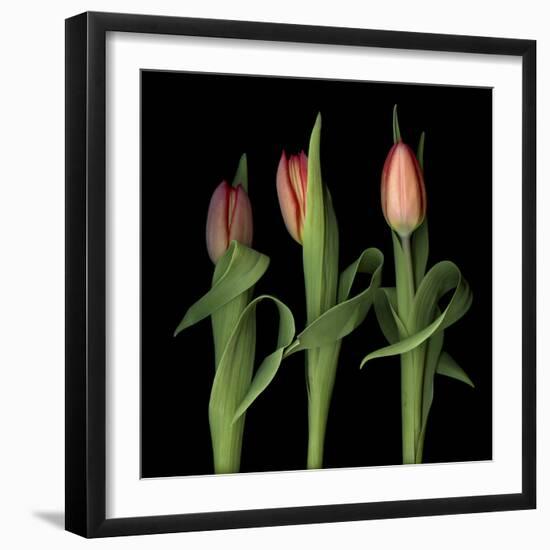 Orange Tulips-Magda Indigo-Framed Photographic Print