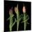 Orange Tulips-Magda Indigo-Mounted Photographic Print